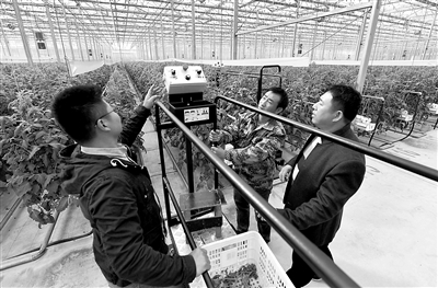 農(nóng)業(yè)農(nóng)村現(xiàn)代化與整個國家的現(xiàn)代化密不可分。圖為10月20日，山東省聊城市茌平區(qū)賈寨鎮(zhèn)耿店村村民在玻璃溫室內(nèi)試用現(xiàn)代化采摘設(shè)備。新華社記者 李賀 攝