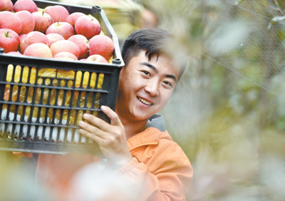 山東省郯城縣“紅色之愛蘋果專業(yè)合作社”的社員收獲“紅心蘋果”。 　　房德華攝（新華社發(fā)）
